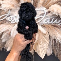 Donatello - Black male Goldendoodle puppy in Pearland, Texas from Posh Paws Puppies