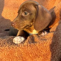 Female 3 - Chocolate and tan female Dachshund puppy in El Campo, Texas from Creamer Creek Kennel