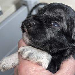 Stella (pink) - Black female Miniature Schnauzer puppy in Port Orchard, Washington from Silver Bells Miniature Schnauzers