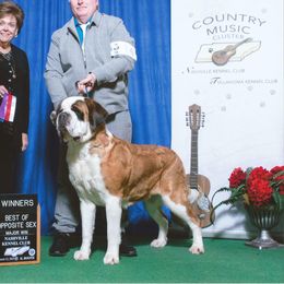 Maddy - Saint Bernard