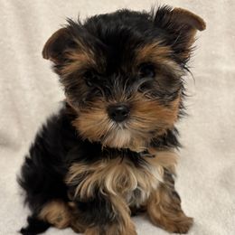 Jonathan - Blue and gold male Yorkshire Terrier puppy in Bend, Oregon from Bohemian Beauty Yorkshire Terrier