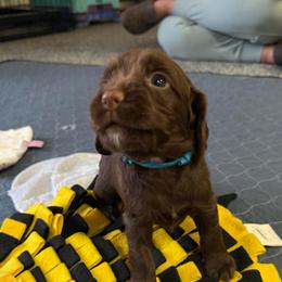 Truffle - Liver male English Cocker Spaniel puppy in Lake City, Florida from Ryndal & Co.