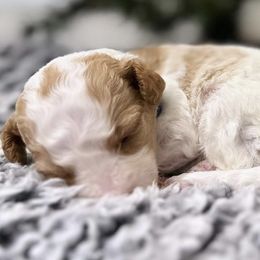 Goldendoodles from F10 at it Again