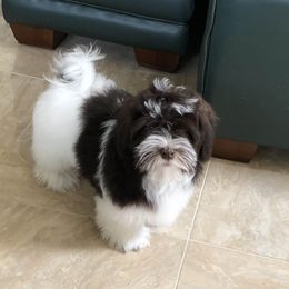 Preston - Havanese