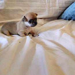 Lil One - Fawn and white male Chihuahua puppy in Weatherford, Texas from Small and Mighty Chihuahuas