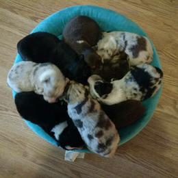 Australian Shepherd Puppies from Platinum Edition