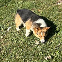 Major - Black and tan male Pembroke Welsh Corgi puppy in Blair, Wisconsin from Sandy’s Pet Grooming and Boarding & AKC Corgis