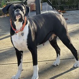 Boxer puppies from DaCosta’s Boxers