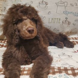 Irish - Brown male Poodle puppy in Lubbock, Texas from Hidden Gems