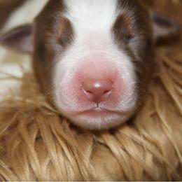 Miniature Australian Shepherd Puppies from Copper Line Aussies