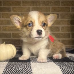 Red Male - Red male Pembroke Welsh Corgi puppy in Mcarthur, Ohio from Bentley Corgis LLC