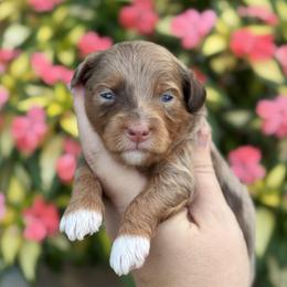 Kiana - Brown female Cavapoo puppy in Floyd, Virginia from Hearts and Paws Poodles and Doodles