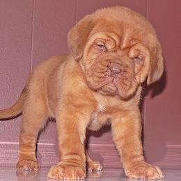 Dogue de Bordeaux Puppies from Marcus Diggs