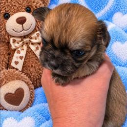 Reese - Black sabled fawn male Chihuahua puppy in Kyle, Texas from joy of chihuahuas tx
