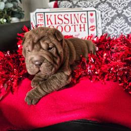 Chinese Shar-Pei Puppies from DCSHARPEI