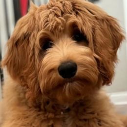 Bernedoodle, Goldendoodle, and Labradoodle All Grown Up from Only Doodles!