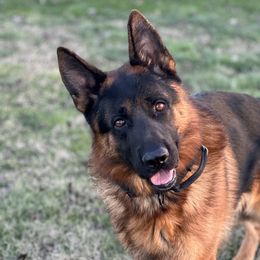 Vincent - German Shepherd