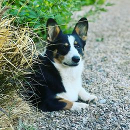 Cookie - Pembroke Welsh Corgi