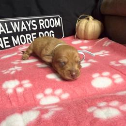 Zazu AKC 3000 choc based red - Dapple male Dachshund puppy in Indian Trail, North Carolina from Hilda’s Teenie Weenies