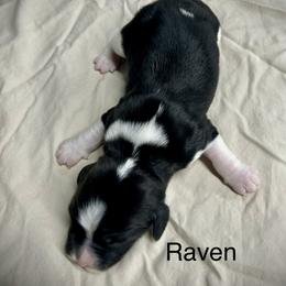 Raven - Black and white female English Springer Spaniel puppy in Clear Lake, South Dakota from Coteau Springers
