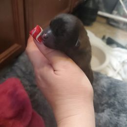 Pomeranian Puppies from SDR Pomeranians