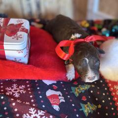 Girl 3 - Brown female Corgipoo puppy in Junction, Utah from Sugar Doodles