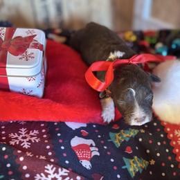 Girl 3 - Brown female Corgipoo puppy in Junction, Utah from Sugar Doodles