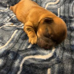 Summer - Brindle female Shorkie puppy in Escondido, California from Yorkies of Escondido