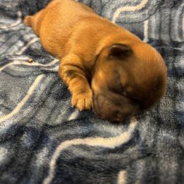 Summer - Brindle female Shorkie puppy in Escondido, California from Yorkies of Escondido