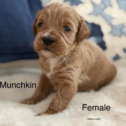 Munchkin - Red female Australian Labradoodle puppy in Londonderry, New Hampshire from Granite State Labradoodles