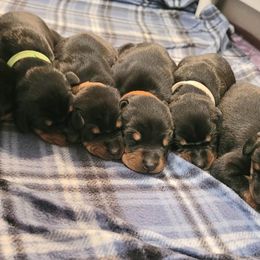 Doberman Pinscher Puppies from Kalora Dobermans