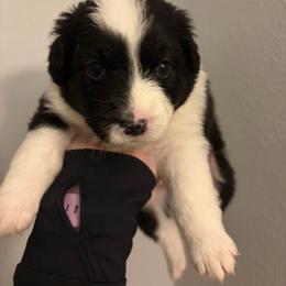 Delta - Black tri male Miniature Australian Shepherd puppy in Weatherford, Texas from F & T Aussies
