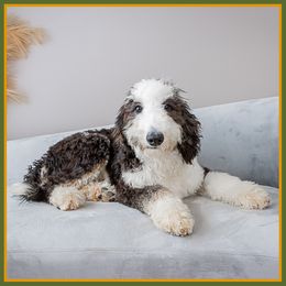 Feather - Black female Bernedoodle puppy in Connersville, Indiana from Deaz Doodle Ranch