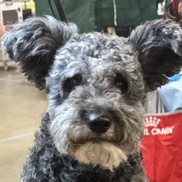 Pumik from Rocklin Farms Pumi