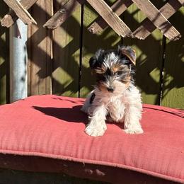 Boy 3 - Parti male Yorkshire Terrier puppy in Jacksonville, Arkansas from Royal Yorkie Terrier