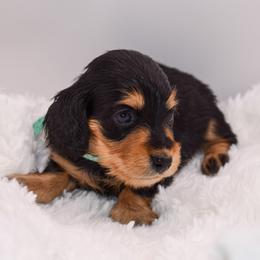 Green collar female - Black and tan female Dachshund puppy in Maurice, Louisiana from Hart Dachshunds