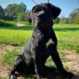 Riot - Black female Cane Corso puppy in Altoona, Alabama from Snead’s Cane Corso