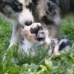 Australian Shepherd Puppies from Starbound Aussies