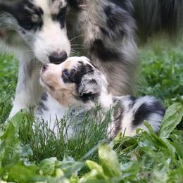Australian Shepherd Puppies from Starbound Aussies