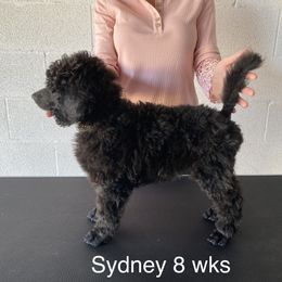 Poodle Puppies from Topsail Breeders