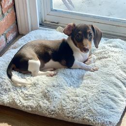 Cali - Dachshund