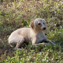 Mia - Cream female Poodle puppy in Naples, Florida from Puppies Forever 💙❤️🐶