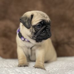 Pug Puppies from PugsncuddlesTN