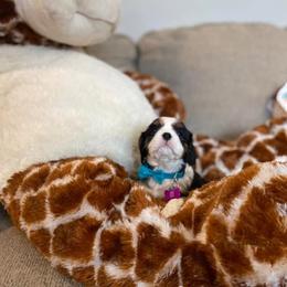 Cavalier King Charles Spaniel Puppies from SHANNON'S CAVALIERS