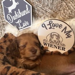 Ruby - Red female Dachshund puppy in Buffalo, New York from Flanagan’s Pride of Scotland