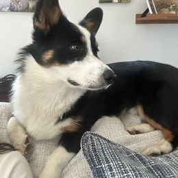 Pembroke Welsh Corgi All Grown Up from The Hallway Farm