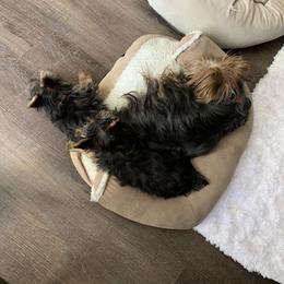 Yorkshire Terrier Puppies from Missy Lu Lap Puppies