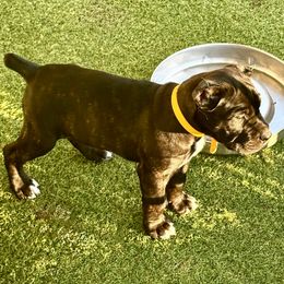 Yellow Collar BLACK MALE - Black male Cane Corso puppy in Mc Ewen, Tennessee from Worldwide Kennels