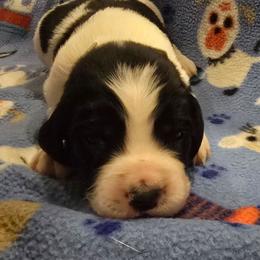 Oz - Black and white male English Springer Spaniel puppy in Palisade, Colorado from Bigfoot's Kennel