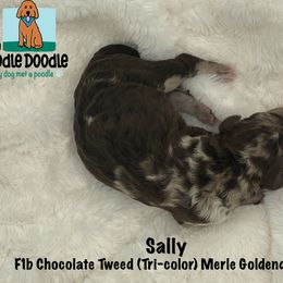 Girl 3 - Goldendoodle puppy in Franklin, Tennessee from Hey Doodle Doodle